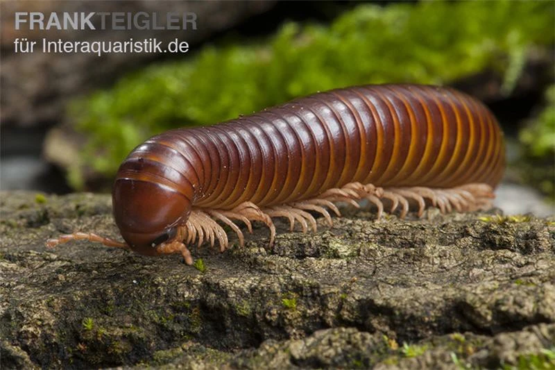 Westafrikanischer Tausendfüßer, Telodeinopus Assiensis 4 Westafrikanischer Tausendfüßer, Telodeinopus Assiensis – Bild 2