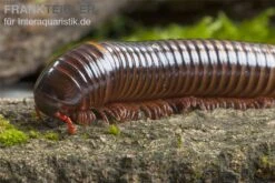 Westafrikanischer Tausendfüßer, Telodeinopus Assiensis 7 Westafrikanischer Tausendfüßer, Telodeinopus Assiensis -Heimtierbedarf Telodeinopus assiensis westafrikanischer Tausendfue