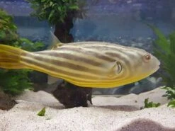 Nilkugelfisch, Tetraodon Fahaka (lineatus) -Heimtierbedarf Tetraodon fahaka 2