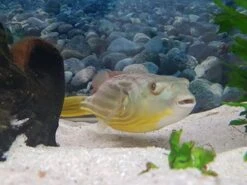 Nilkugelfisch, Tetraodon Fahaka (lineatus) -Heimtierbedarf Tetraodon fahaka 3