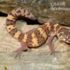 Texas-Krallengecko, Coleonyx Brevis 1 Texas-Krallengecko, Coleonyx Brevis -Heimtierbedarf Texas Krallengecko Coleonyx brevis 2