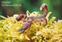 Thailand Zwergskorpion, Chaerilus Sp. Thailand -Heimtierbedarf Thailand Zwergskorpion Chaerilus sp Thailand 3