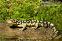Tigersalamander, Ambystoma Tigrinum Tigrinum 7 Tigersalamander, Ambystoma Tigrinum Tigrinum -Heimtierbedarf Tigersalamander Ambystoma tigrinum tigrinum1