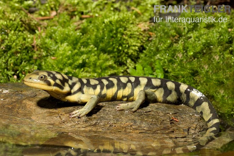 Tigersalamander, Ambystoma Tigrinum Tigrinum 5 Tigersalamander, Ambystoma Tigrinum Tigrinum – Bild 3