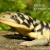 Tigersalamander, Ambystoma Tigrinum Tigrinum -Heimtierbedarf Tigersalamander Ambystoma tigrinum tigrinum2