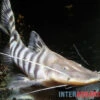Tigerwels, Merodontotus Tigrinus -Heimtierbedarf Tigerwels Merodontotus tigrinus