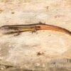 Togo-Skink, Panaspis Togoensis 1 Togo-Skink, Panaspis Togoensis -Heimtierbedarf Togo Skink Panaspis togoensis 1