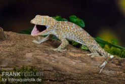 Tokeh, Gekko Gecko -Heimtierbedarf Tokeh Gekko gecko 3