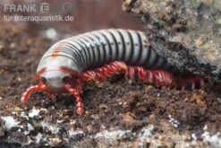 Regenbogentausendfüßer, Tonkinbolus Dollfusi 11 Regenbogentausendfüßer, Tonkinbolus Dollfusi -Heimtierbedarf Tonkinbolus dollfusi 1