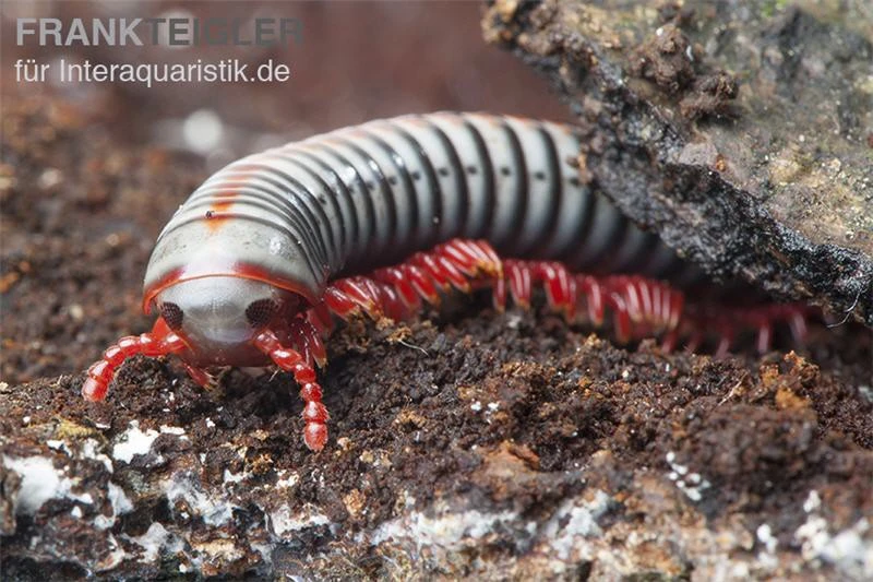 Regenbogentausendfüßer, Tonkinbolus Dollfusi 4 Regenbogentausendfüßer, Tonkinbolus Dollfusi – Bild 2