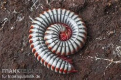 Regenbogentausendfüßer, Tonkinbolus Dollfusi 13 Regenbogentausendfüßer, Tonkinbolus Dollfusi -Heimtierbedarf Tonkinbolus dollfusi 10