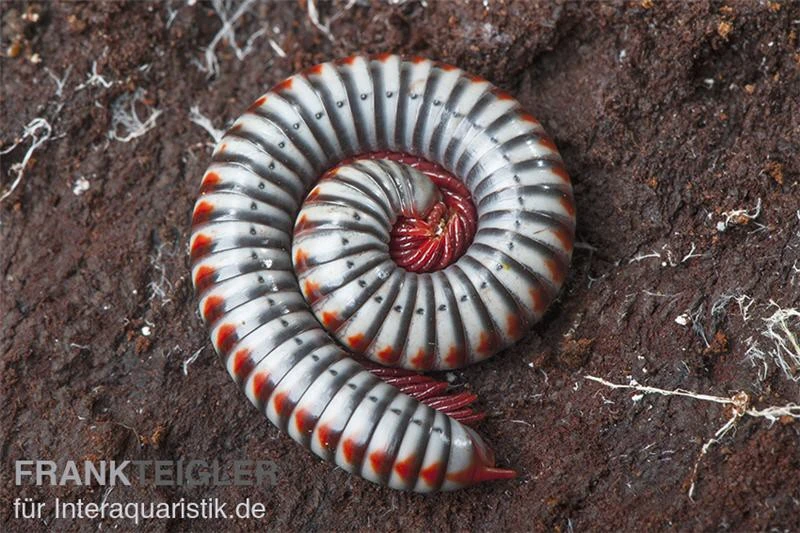 Regenbogentausendfüßer, Tonkinbolus Dollfusi 6 Regenbogentausendfüßer, Tonkinbolus Dollfusi – Bild 4