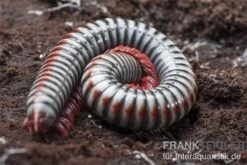 Regenbogentausendfüßer, Tonkinbolus Dollfusi 15 Regenbogentausendfüßer, Tonkinbolus Dollfusi -Heimtierbedarf Tonkinbolus dollfusi 11