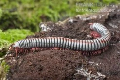 Regenbogentausendfüßer, Tonkinbolus Dollfusi 16 Regenbogentausendfüßer, Tonkinbolus Dollfusi -Heimtierbedarf Tonkinbolus dollfusi 16
