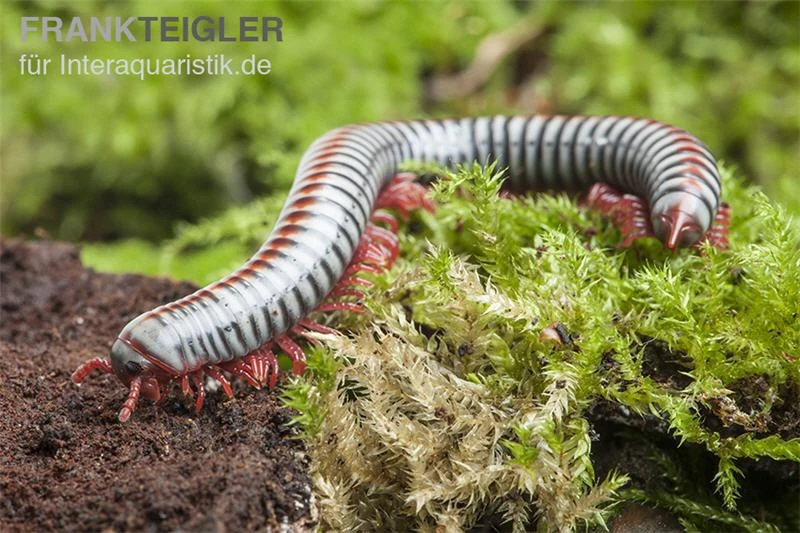 Regenbogentausendfüßer, Tonkinbolus Dollfusi 7 Regenbogentausendfüßer, Tonkinbolus Dollfusi – Bild 5