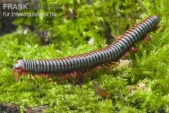 Regenbogentausendfüßer, Tonkinbolus Dollfusi 12 Regenbogentausendfüßer, Tonkinbolus Dollfusi -Heimtierbedarf Tonkinbolus dollfusi 2