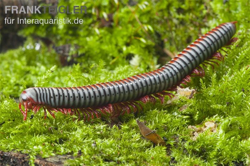 Regenbogentausendfüßer, Tonkinbolus Dollfusi 5 Regenbogentausendfüßer, Tonkinbolus Dollfusi – Bild 3