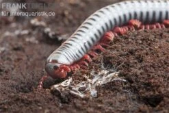 Regenbogentausendfüßer, Tonkinbolus Dollfusi 17 Regenbogentausendfüßer, Tonkinbolus Dollfusi -Heimtierbedarf Tonkinbolus dollfusi 20