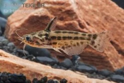 Trugdornwels "Woodcat", Trachelyichthys Exilis -Heimtierbedarf Trachelyichthys exilis 4