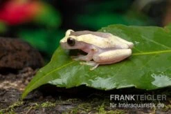 Triangle-Baumfrosch, Dendropsophus Triangulum -Heimtierbedarf Triangle Baumfrosch Dendropsophus triangulum