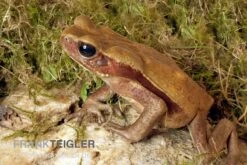 Tropfenkröte, Bufo Guttatus -Heimtierbedarf Tropfenkroete Bufo guttatus 2