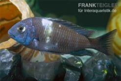 Brabantbuntbarsch, Tropheus Duboisi Maswa "Weisspunkt", DNZ