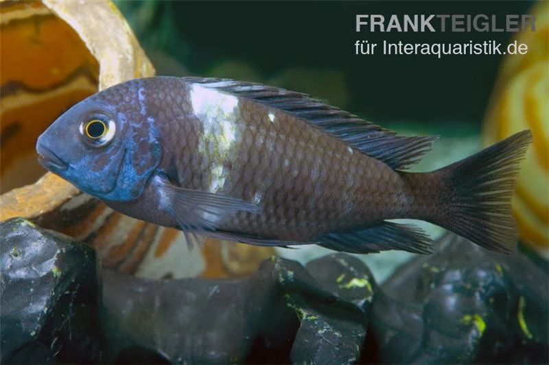 Brabantbuntbarsch, Tropheus Duboisi Maswa "Weisspunkt", DNZ 3 Brabantbuntbarsch, Tropheus Duboisi Maswa "Weisspunkt", DNZ