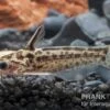 Trugdornwels "Woodcat", Trachelyichthys Exilis -Heimtierbedarf Trugdornwels Woodcat Trachelyichthys exilis