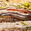 Tüpfellippenskink, Trachylepis Maculilabris -Heimtierbedarf Tuepfellippenskink Trachylepis maculilabris 1