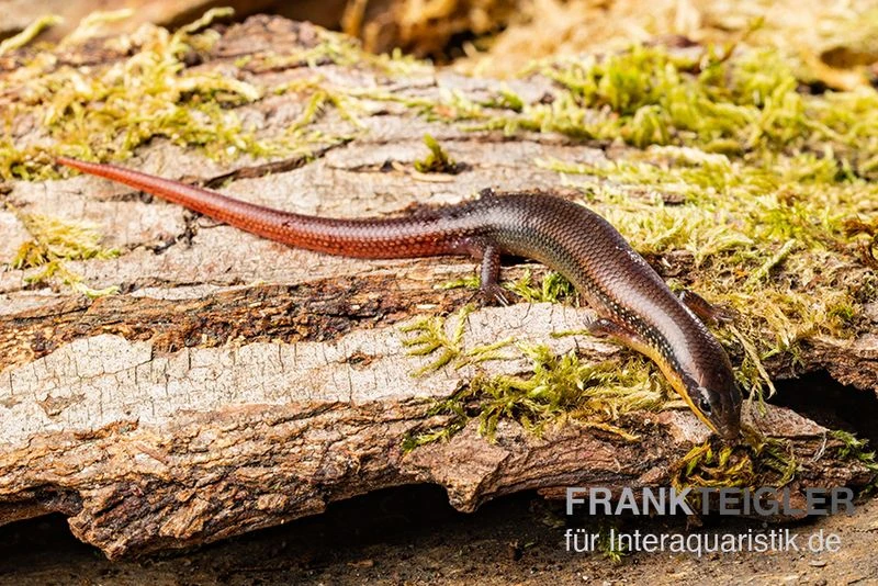 Tüpfellippenskink, Trachylepis Maculilabris 4 Tüpfellippenskink, Trachylepis Maculilabris – Bild 2