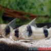 Tukano-Panzerwels, Corydoras Tukano 2 Tukano-Panzerwels, Corydoras Tukano -Heimtierbedarf Tukano Panzerwels Corydoras tukano 1
