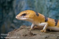 Tunesischer Nachtskink, Scincopus Fasciatus -Heimtierbedarf Tunesischer Nachtskink Scincopus fasciatus 3