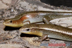 Vielstreifenmabuye, Mabuya Multifasciata -Heimtierbedarf Vielstreifenmabuye Mabuya multifasciata 1