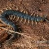 Viridis-Hundertfüßer, Scolopendra Viridis -Heimtierbedarf Viridis Hundertfuesser Scolopendra viridis2 2