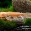 Wabenschilderwels Albino, Glyptoperichthys Gibbiceps -Heimtierbedarf Wabenschilderwels albino Glyptoperichthys gibbiceps 1