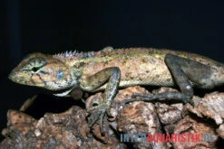 Waldgarteneidechse, Calotes Emma -Heimtierbedarf Waldgarteneidechse Calotes emma2