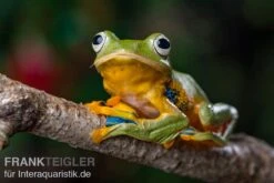 Wallace-Flugfrosch, Rhacophorus Nigropalmatus -Heimtierbedarf Wallace Flugfrosch Racophorus nigropalmatus 3