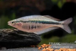 Wapoga-Regenbogenfisch, Chilatherina Alleni "Wapoga", 5 Tiere -Heimtierbedarf Wapoga Regenbogenfisch Chilaterina alleni Wapoga 10