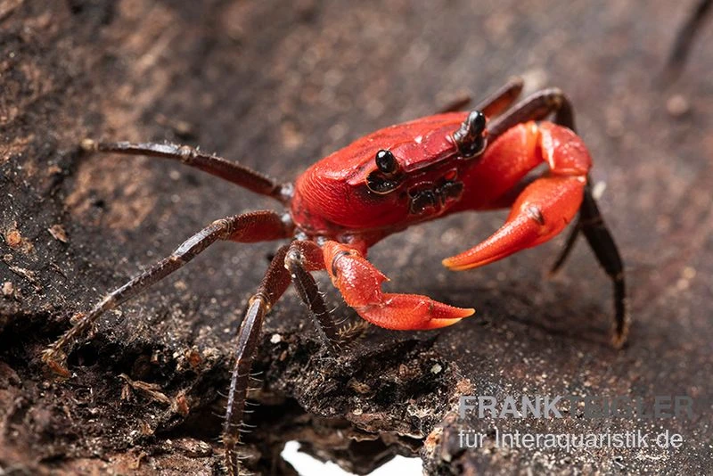 Wasserfall-Krabbe, Phricothelphusa Limula 4 Wasserfall-Krabbe, Phricothelphusa Limula – Bild 2