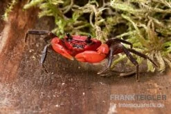 Wasserfall-Krabbe, Phricothelphusa Limula 7 Wasserfall-Krabbe, Phricothelphusa Limula -Heimtierbedarf Wasserfall Krabbe Phricothelphusa limula 3