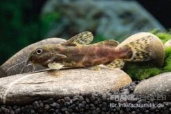 Waterlots Fiederbartwels, Synodontis Waterloti -Heimtierbedarf Waterlots Fiederbartwels Synodontis waterloti neu 1