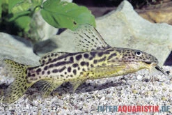 Waterlots Fiederbartwels, Synodontis Waterloti -Heimtierbedarf Waterlots Fiederbartwels Synodontis waterloti neu
