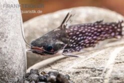 Weißpunkt-Trugdornwels, Tatia Intermedia -Heimtierbedarf Weisspunkt Trugdornwels Tatia intermedia 1