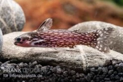 Weißpunkt-Trugdornwels, Tatia Intermedia -Heimtierbedarf Weisspunkt Trugdornwels Tatia intermedia 2