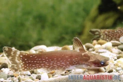 Weißpunkt-Trugdornwels, Tatia Intermedia -Heimtierbedarf Weisspunkt Trugdornwels Tatia intermedia neu 2