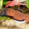Weißsaum-Zwergkampffisch, Betta Albimarginata -Heimtierbedarf Weisssaum Zwergkampffisch Betta albimarginata 1