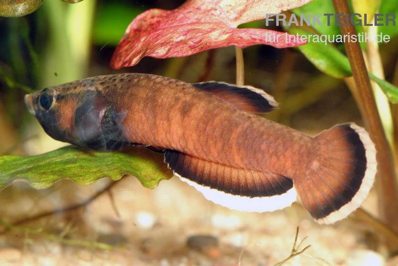 Weißsaum-Zwergkampffisch, Betta Albimarginata 3 Weißsaum-Zwergkampffisch, Betta Albimarginata