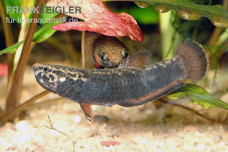 Weißsaum-Zwergkampffisch, Betta Albimarginata 5 Weißsaum-Zwergkampffisch, Betta Albimarginata – Bild 3