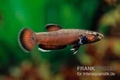 Weißsaum-Zwergkampffisch "Sebuku", Betta Albimarginata "Sebuku" -Heimtierbedarf Weisssaum Zwergkampffisch Sebuku Betta albimarginata Sebuku 2