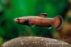 Weißsaum-Zwergkampffisch "Sebuku", Betta Albimarginata "Sebuku" -Heimtierbedarf Weisssaum Zwergkampffisch Sebuku Betta albimarginata Sebuku 3